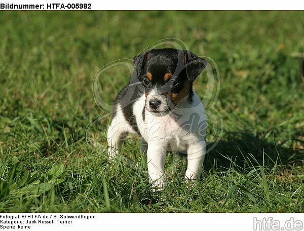 Jack Russell Terrier Welpe / jack russell terrier puppy / HTFA-005982
