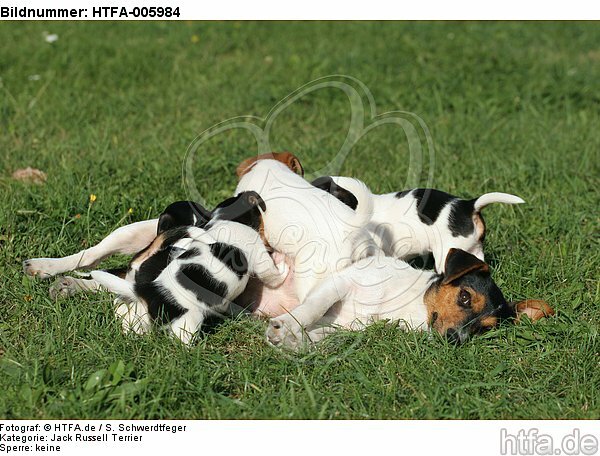 Jack Russell Terrier / HTFA-005984