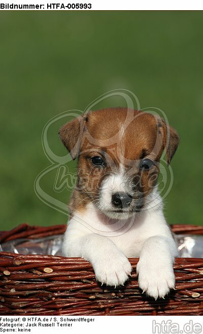 Jack Russell Terrier Welpe / jack russell terrier puppy / HTFA-005993