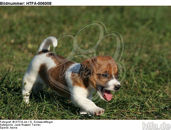 Jack Russell Terrier Welpe / jack russell terrier puppy / HTFA-006008