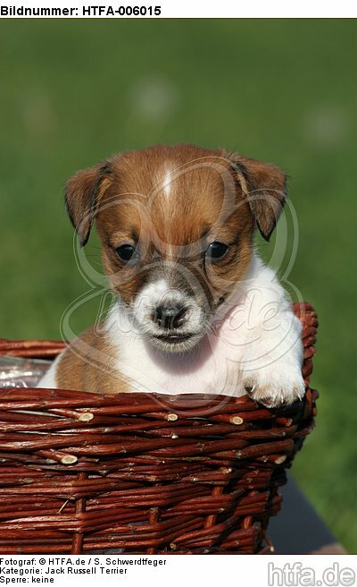 Jack Russell Terrier Welpe / jack russell terrier puppy / HTFA-006015