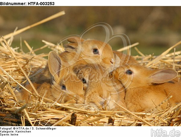Kaninchen / bunnies / HTFA-003253