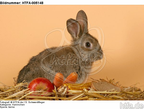 Kaninchen / rabbit / HTFA-005148