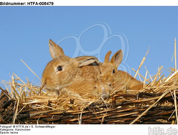 Kaninchen / rabbits / HTFA-005479