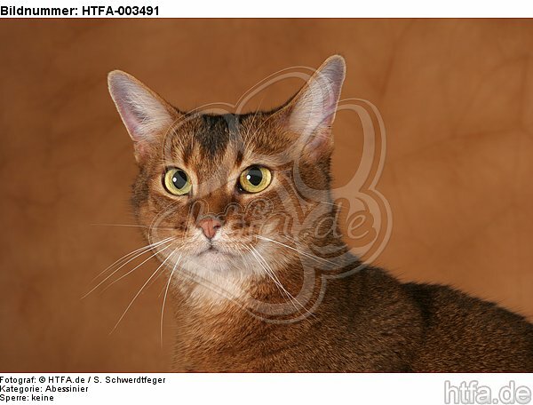 Abessinier / abyssinian cat / HTFA-003491