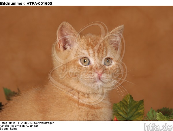Britisch Kurzhaar Kätzchen / british shorthair kitten / HTFA-001600