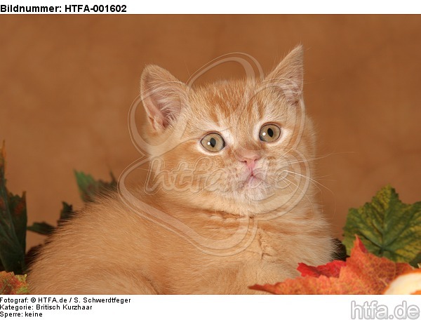 Britisch Kurzhaar Kätzchen / british shorthair kitten / HTFA-001602