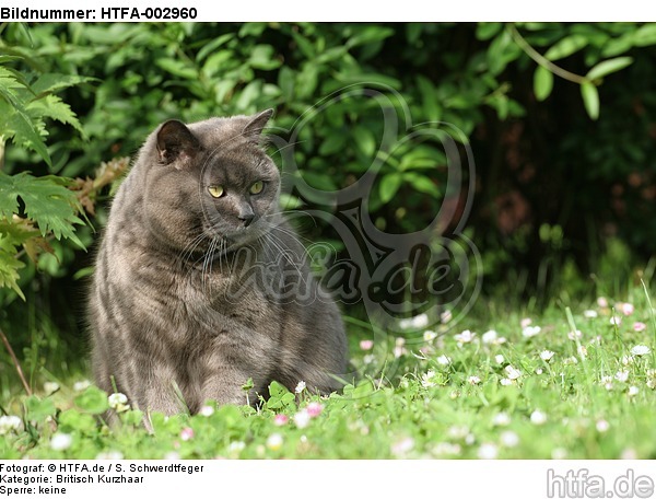 Britisch Kurzhaar Kätzchen / british shorthair kitten / HTFA-002960