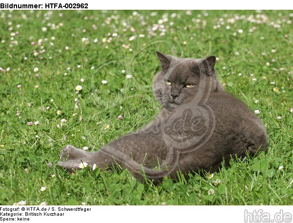 Britisch Kurzhaar Kätzchen / british shorthair kitten / HTFA-002962