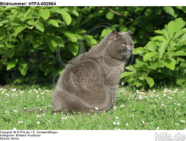 Britisch Kurzhaar Kätzchen / british shorthair kitten / HTFA-002964