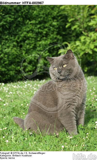 Britisch Kurzhaar Kätzchen / british shorthair kitten / HTFA-002967