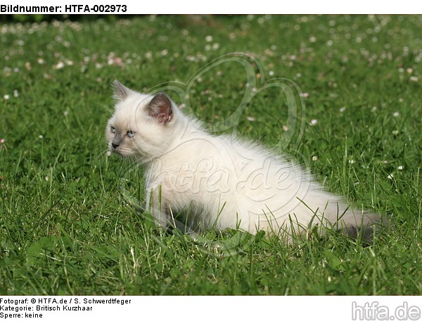 Britisch Kurzhaar Kätzchen / british shorthair kitten / HTFA-002973