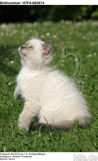 Britisch Kurzhaar Kätzchen / british shorthair kitten / HTFA-002974