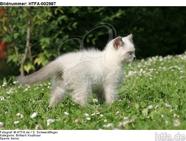 Britisch Kurzhaar Kätzchen / british shorthair kitten / HTFA-002987