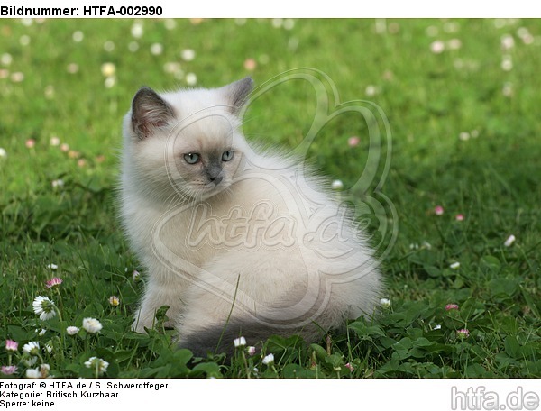 Britisch Kurzhaar Kätzchen / british shorthair kitten / HTFA-002990