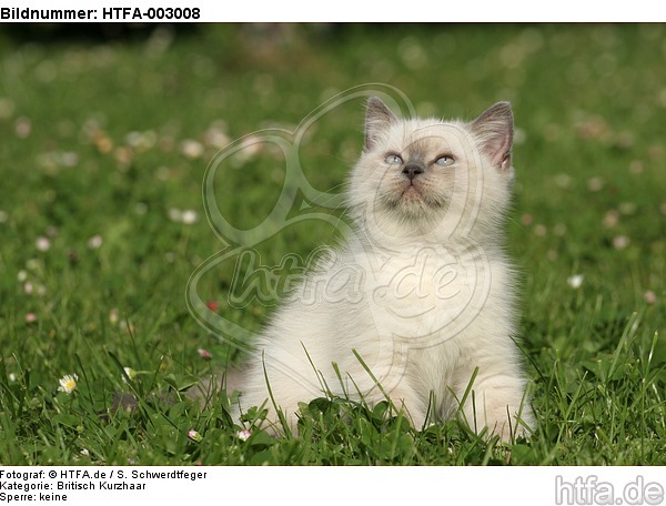 Britisch Kurzhaar Kätzchen / british shorthair kitten / HTFA-003008