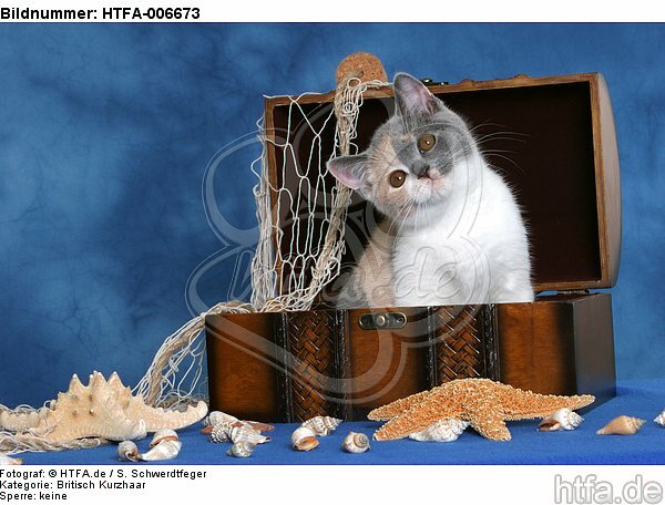Britisch Kurzhaar Kätzchen / british shorthair kitten / HTFA-006673