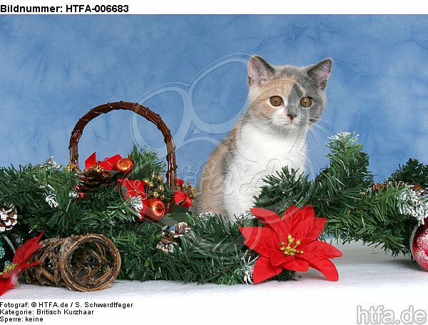 Britisch Kurzhaar Kätzchen / british shorthair kitten / HTFA-006683