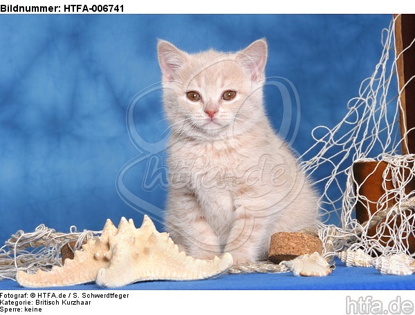 Britisch Kurzhaar Kätzchen / british shorthair kitten / HTFA-006741