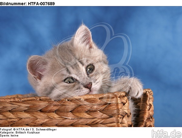 Britisch Kurzhaar Kätzchen / british shorthair kitten / HTFA-007689
