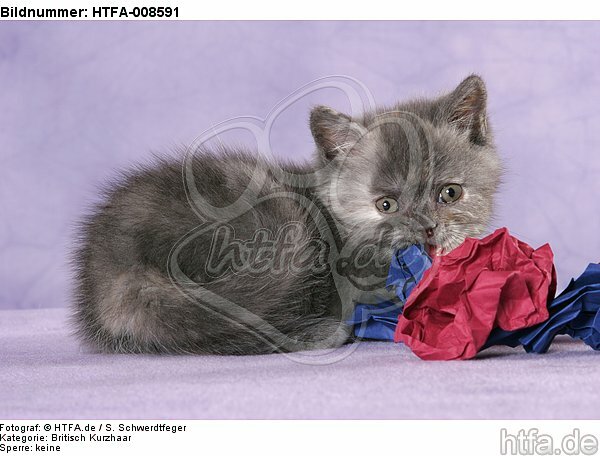 spielendes Britisch Kurzhaar Kätzchen / playing british shorthair kitten / HTFA-008591