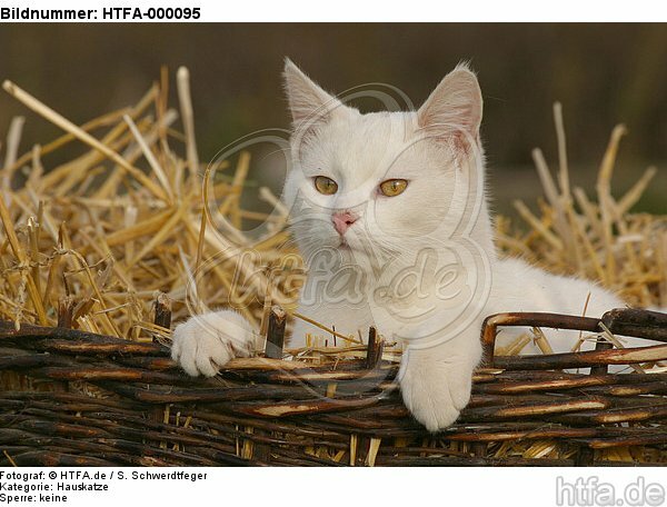 weiße Hauskatze im Strohkorb / white domestic cat / HTFA-000095