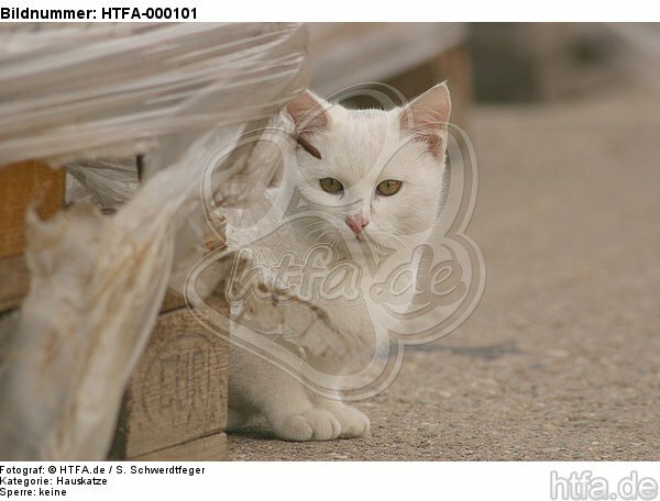 weiße Hauskatze / white domestic cat / HTFA-000101