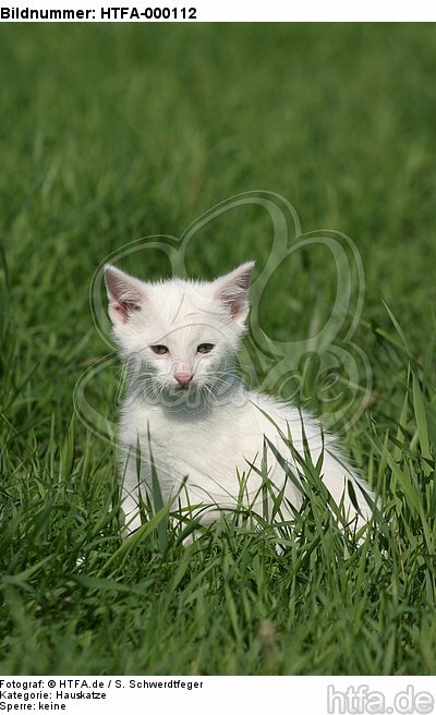 weißes Kätzchen / white kitten / HTFA-000112