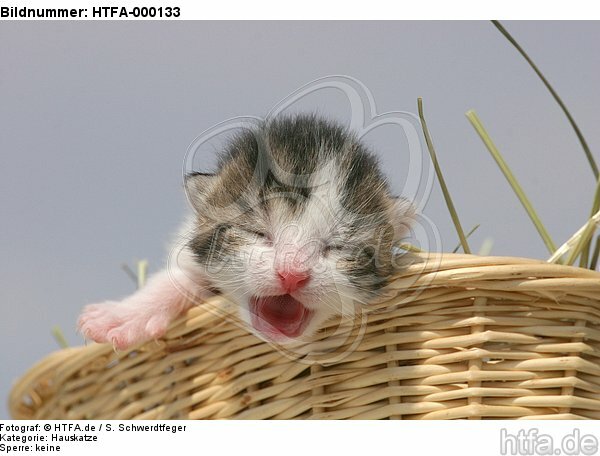 mauzendes Katzenbaby / mewing kitten / HTFA-000133