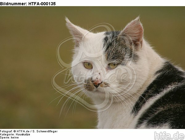 Hauskatze Portrait / domestic cat portrait / HTFA-000135