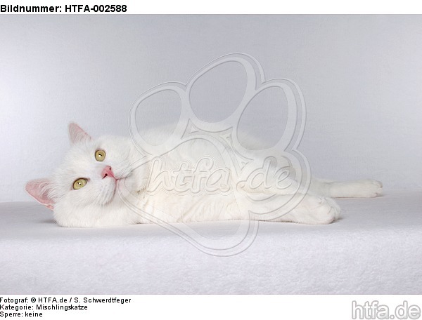 Mischlingskatze / domestic cat / HTFA-002588
