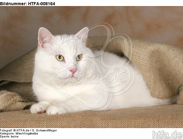 liegender weißer BKH-Mix / lying white domestic cat / HTFA-008164