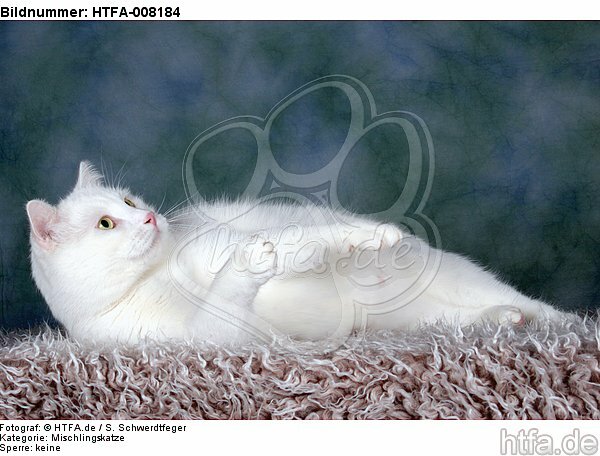 liegender weißer BKH-Mix / lying white domestic cat / HTFA-008184