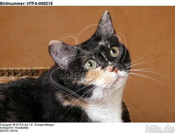 Hauskatze Portrait / domestic cat portrait / HTFA-009215