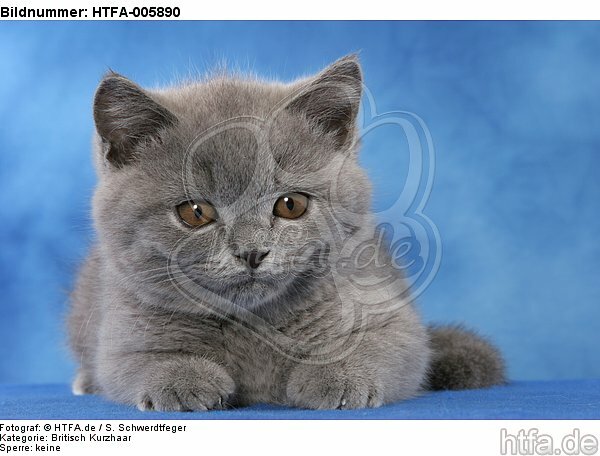 Britisch Kurzhaar Kätzchen / british shorthair kitten / HTFA-005890