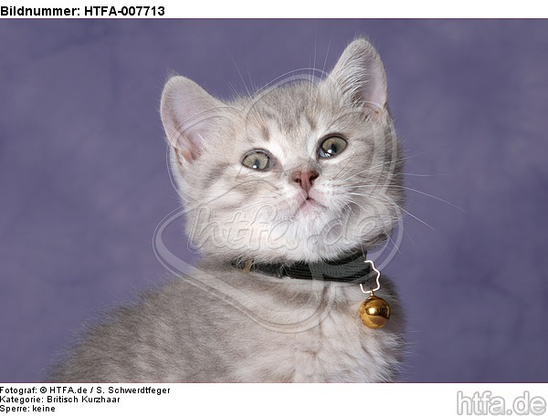 Britisch Kurzhaar Kätzchen / british shorthair kitten / HTFA-007713