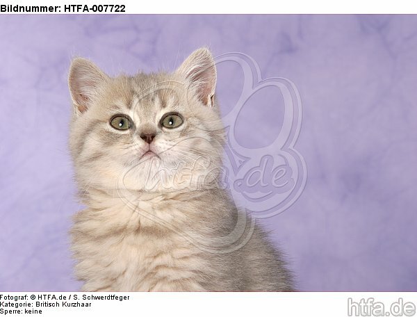 Britisch Kurzhaar Kätzchen / british shorthair kitten / HTFA-007722