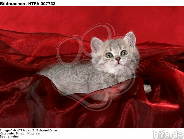 Britisch Kurzhaar Kätzchen / british shorthair kitten / HTFA-007733