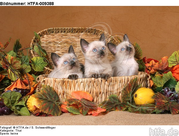 3 Thai Kätzchen / 3 thai kitten / HTFA-009388