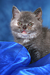 Britisch Kurzhaar Kätzchen Portrait / british shorthair kitten portrait