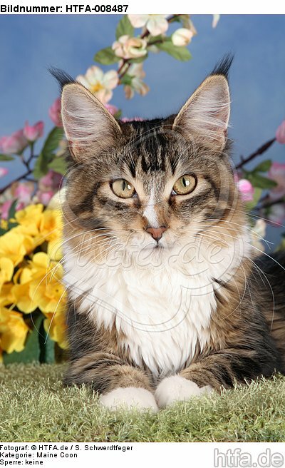 liegende Maine Coon / lying maine coon / HTFA-008487
