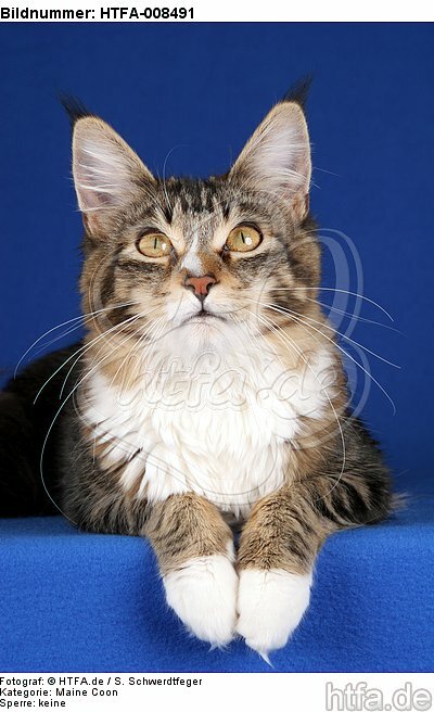liegende Maine Coon / lying maine coon / HTFA-008491