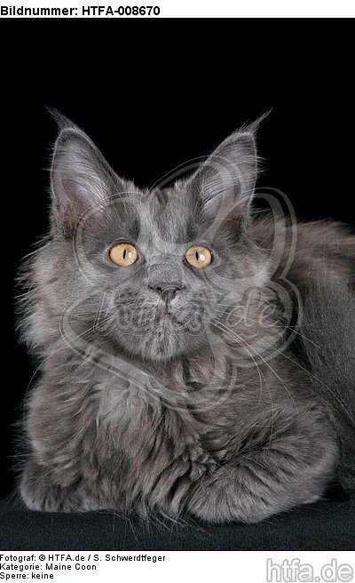 junge Maine Coon / young maine coon / HTFA-008670