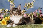 liegende Maine Coon / lying maine coon