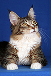 liegende Maine Coon / lying maine coon