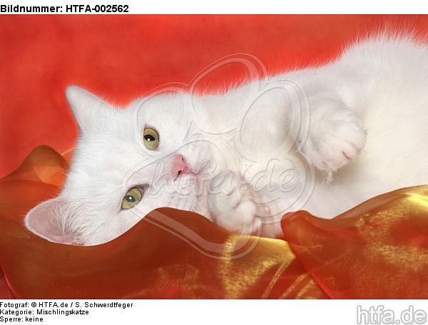 Mischlingskatze / domestic cat / HTFA-002562