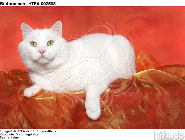 Mischlingskatze / domestic cat / HTFA-002563