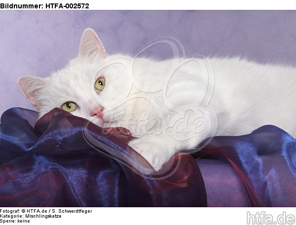 Mischlingskatze / domestic cat / HTFA-002572
