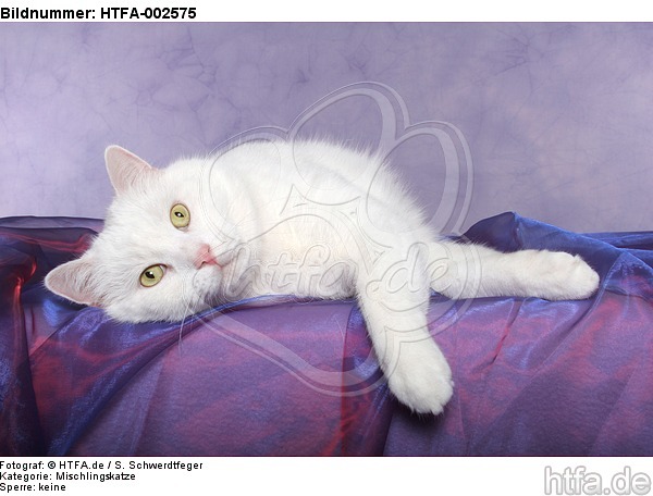 Mischlingskatze / domestic cat / HTFA-002575