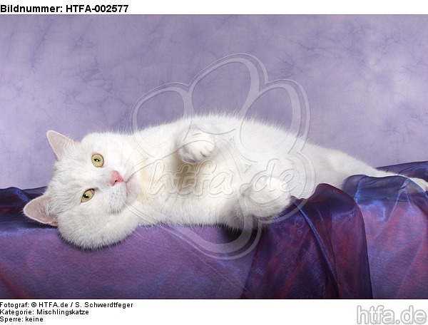 Mischlingskatze / domestic cat / HTFA-002577